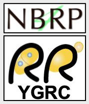 NBRP「酵母」（大阪市立大学、大阪大学、広島大学）